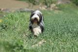 BEARDED COLLIE 262